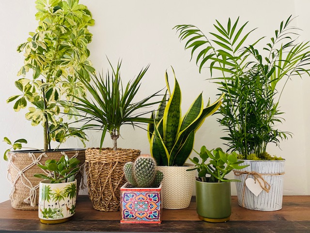 Rośliny doniczkowe nie tylko ładnie wyglądają – mogą również wzmocnić nasze zdrowie psychiczne